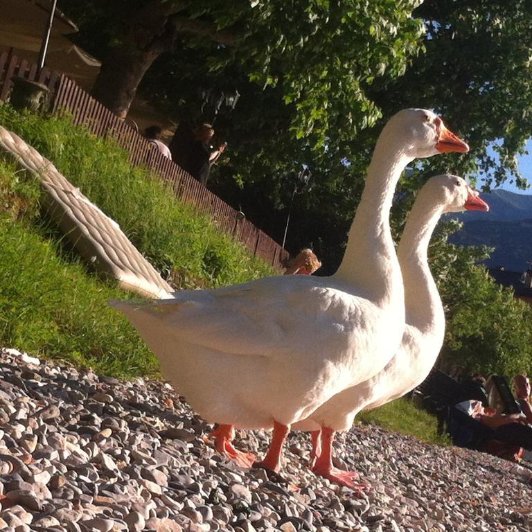 B&B Le Ortensie -Lago di Como Lierna Exterior foto